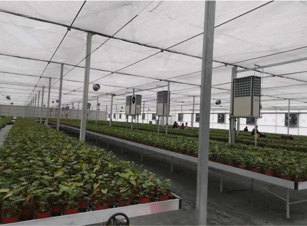 生物質鍋爐-暖風機-蔬菜產業集團濰坊種子谷基地-楊鳴-10萬㎡